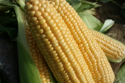 Picture of Sweet Corn Goldcrest F1